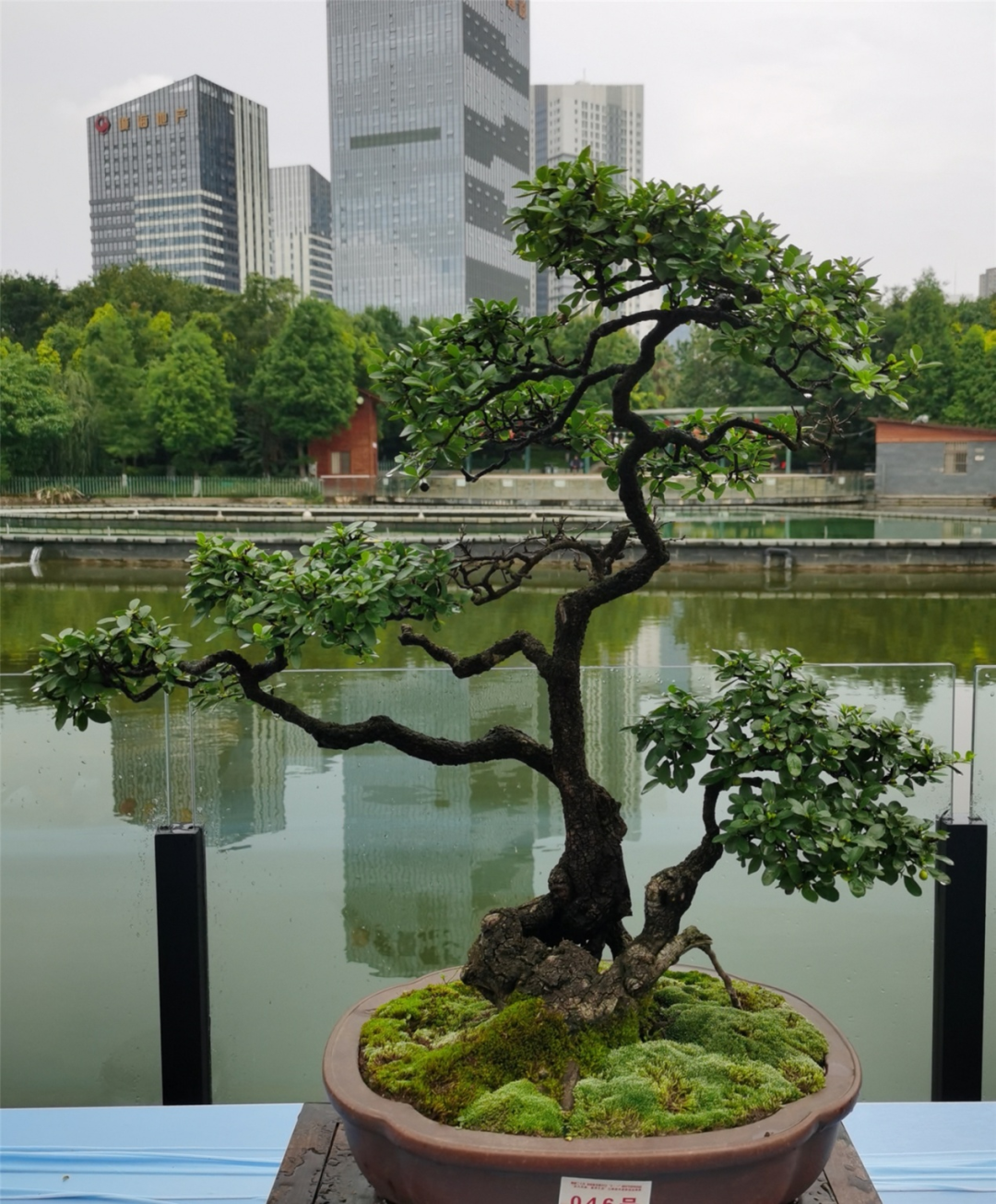 清香木,铁马鞭,滇黄杨,小石积……不愧是植物大省云南,可能对很多人来