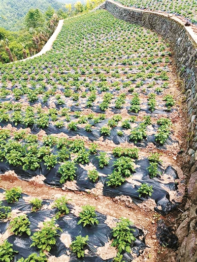 黑地膜种土豆自然破膜图片