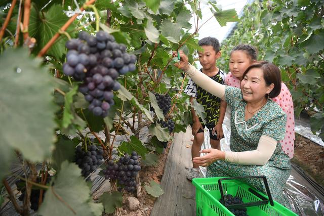 游客在韦桥村的观光采摘大棚采摘葡萄(7月5日摄).新华社记者 王鹏 摄