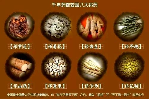 安国八大祁药. &nbsp;资料图