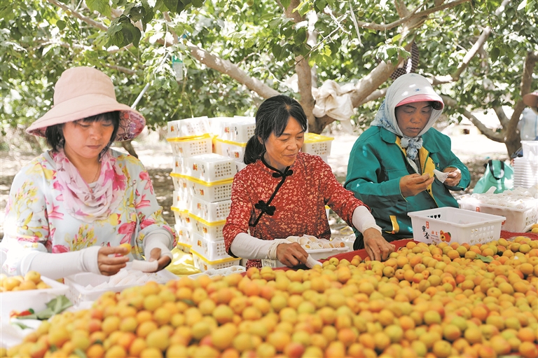 6月18日，一师八团一连职工在包装杏子。包伟 摄
