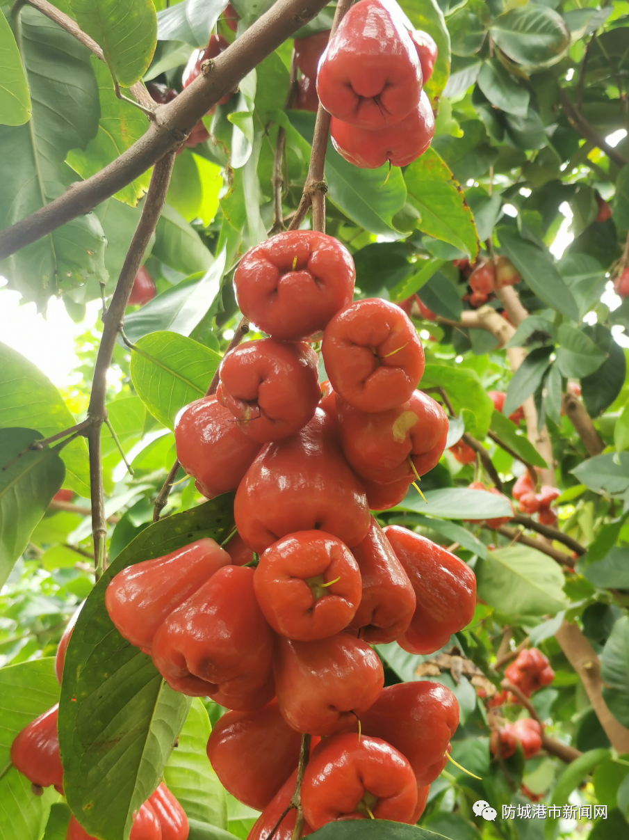 挂满枝头的莲雾.