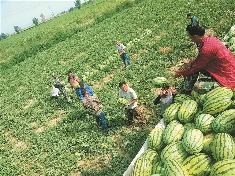 6月22日,八师一三四团三连职工在收获成熟的“下野地西瓜”。雪峰 摄