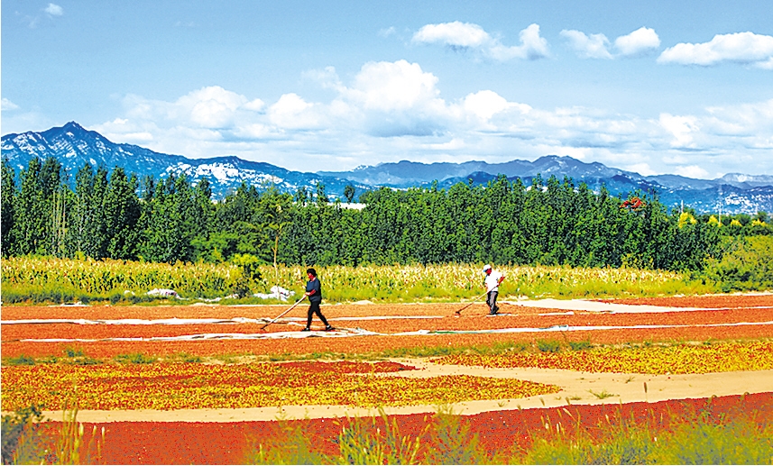 内丘县柳林镇农民在晾晒酸枣,枣核.