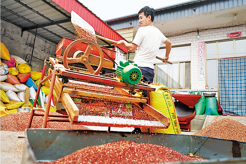 内丘县柳林镇农民在加工酸枣仁.内丘县柳林镇农民在晾晒酸枣,枣核.