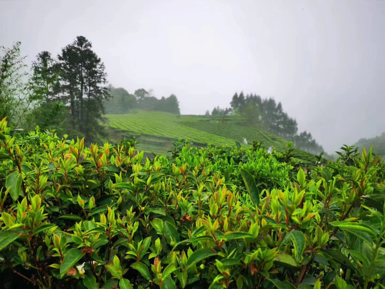 图为梧州市的一家六堡茶茶园.
