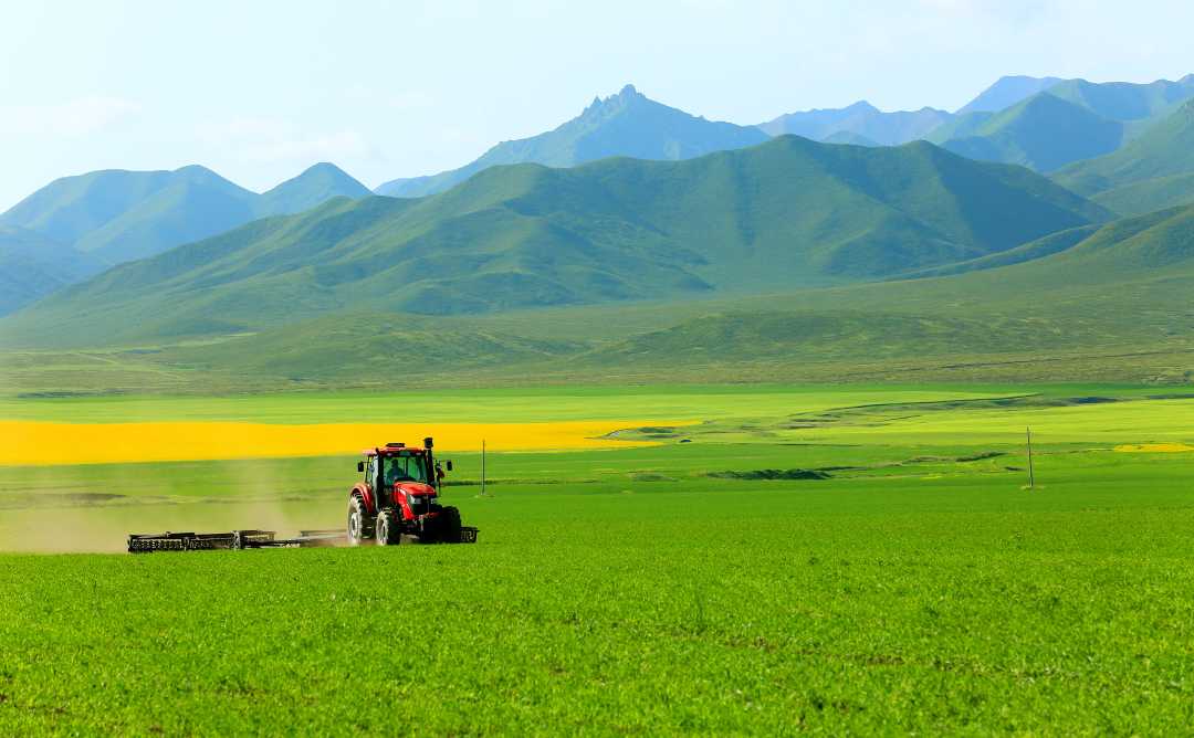 (大美中国)燕麦田管忙|燕麦_新浪财经_新浪网