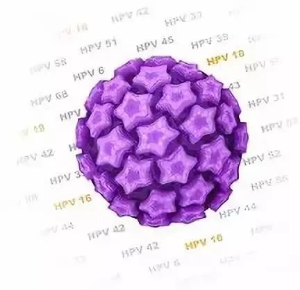 人乳头瘤病毒(HPV)示意图(图 | 全景网)