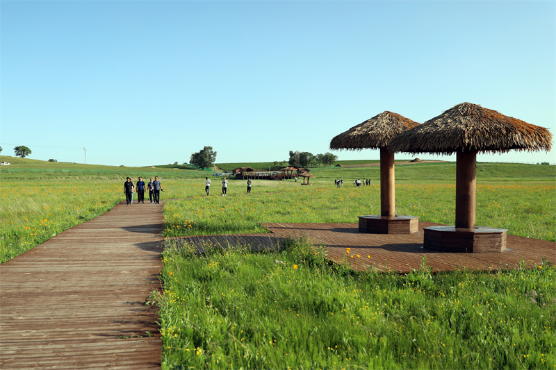 7月7日,游客在河北省张家口市沽源县库伦淖尔旅游度假区天然花海休闲