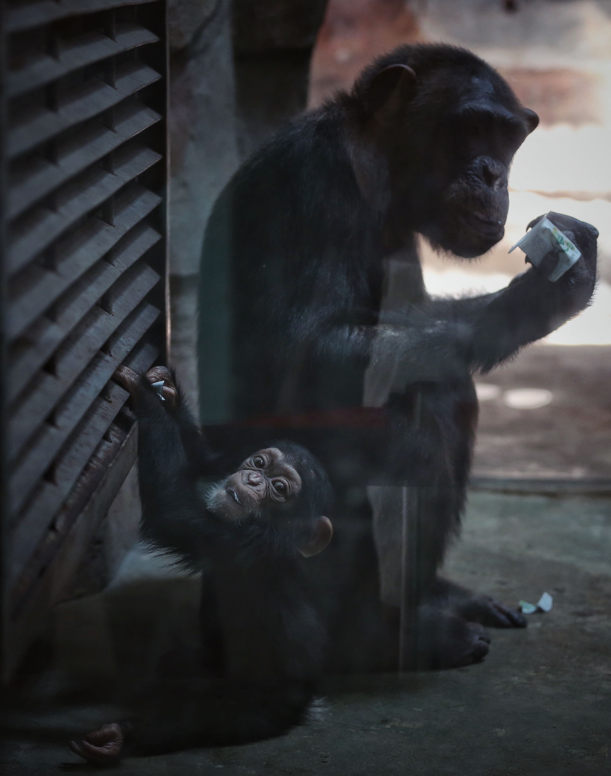 北京动物园,黑猩猩"妈妈"和幼崽成成.&nbsp; 新京报记者 薛珺 摄