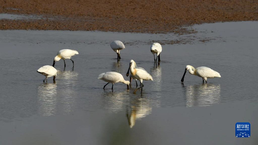 这是4月10日在河南黄河湿地国家级自然保护区孟津段拍摄的白琵鹭。新华社发（马朝红 摄）