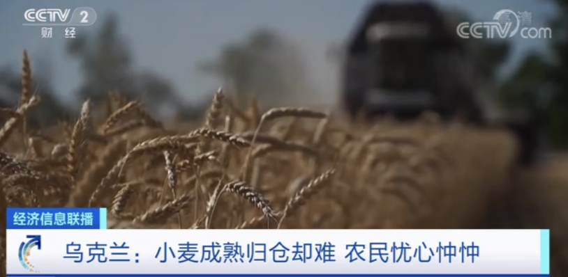 乌克兰小麦收购价格下跌 农户：“一半价格也卖不出去…”