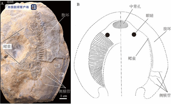 东方鱼化石照片与复原图