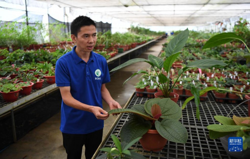 在华南国家植物园，工作人员介绍国家重点保护野生植物虎颜花（7月4日摄）。新华社记者 邓华 摄