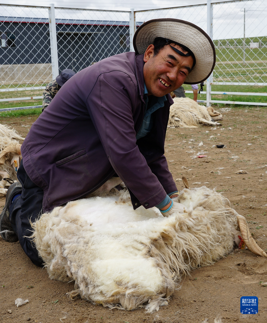 喜剪羊毛盼丰收