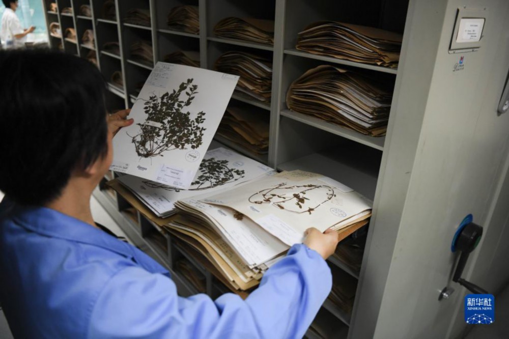 在华南国家植物园标本馆，工作人员整理植物标本（7月4日摄）。新华社记者 邓华 摄