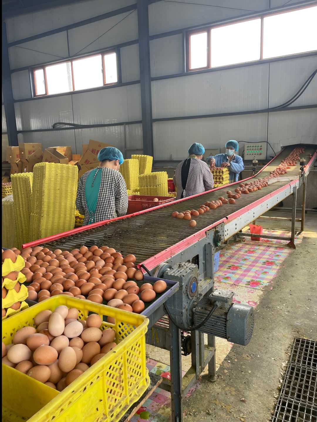 辽宁合惠农业科技有限公司鸡蛋生产车间.本报记者温济聪摄