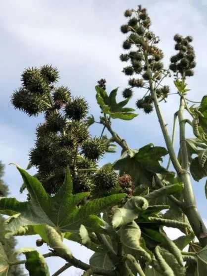 蓖麻毒素就来自我们生活中广泛栽培的植物蓖麻的种子,它呈椭圆形或卵