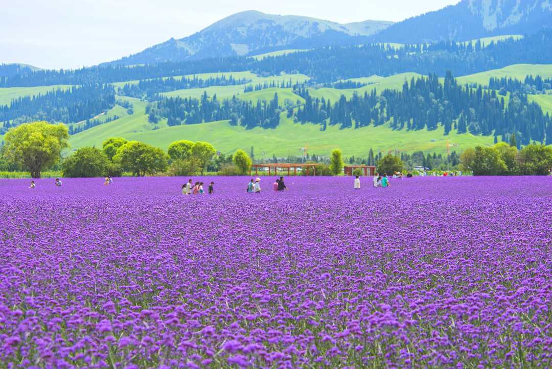 大美中国新疆那拉提空中草原花海别样美