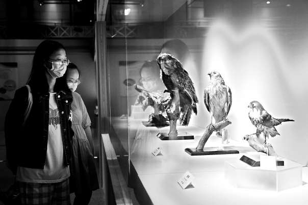 "野性之美——中国野生动物展"在北京自然博物馆开展,50件野生动物