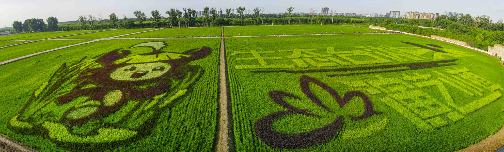 近日,通州区台湖镇稻小蟹艺术农场内的五彩稻田进入最佳观赏期,一幅