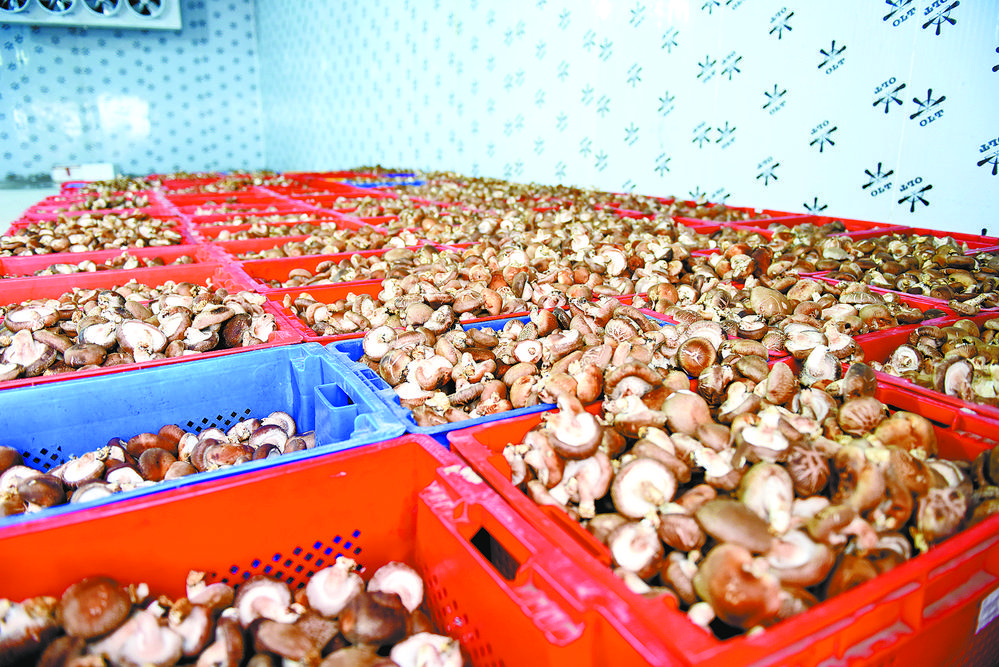 天峻：推动香菇生产产业化