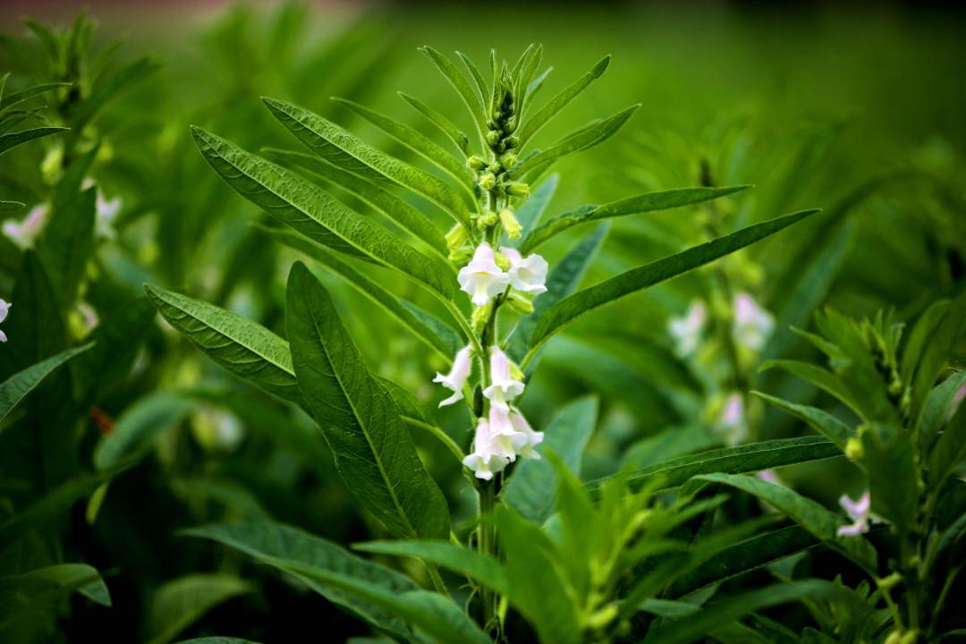 组图正道芝麻叶香飘全国