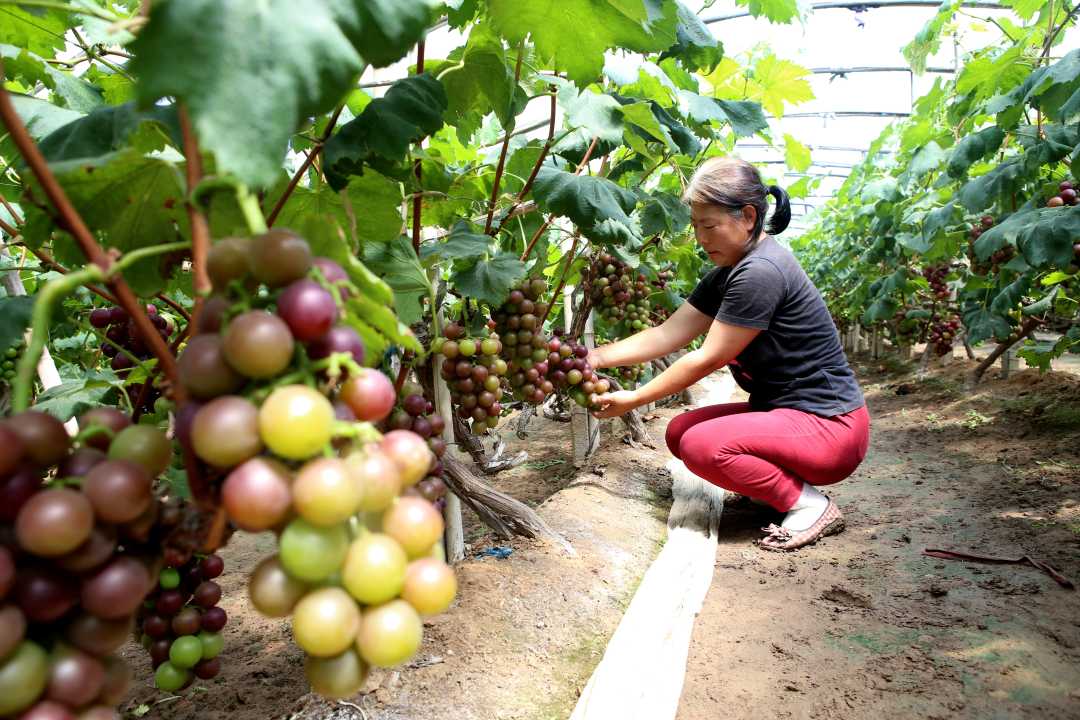 饶阳县圣水村村民在大棚内查看葡萄长势.崔佳栋摄