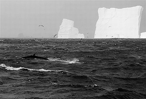 南极长须鲸种群数量回升