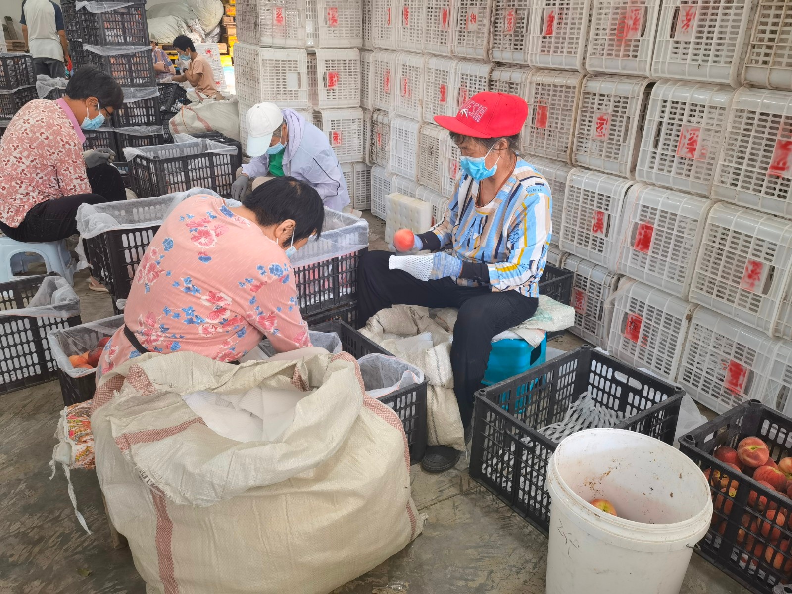 桃园的工作人员正在包装桃子.