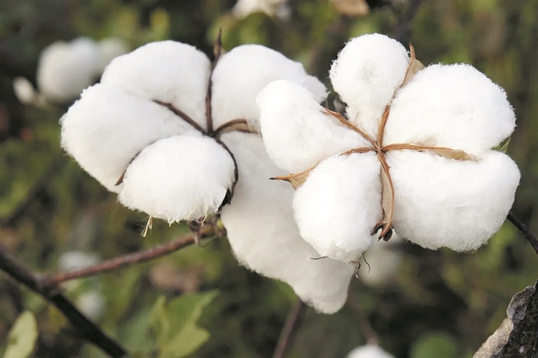 新疆的棉花顶呱呱