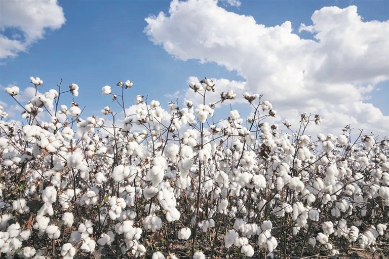 新疆的棉花顶呱呱
