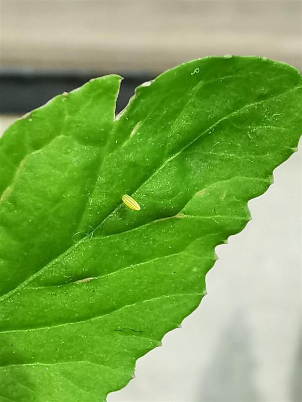 青菜叶上的蝴蝶虫卵 徐新博 摄