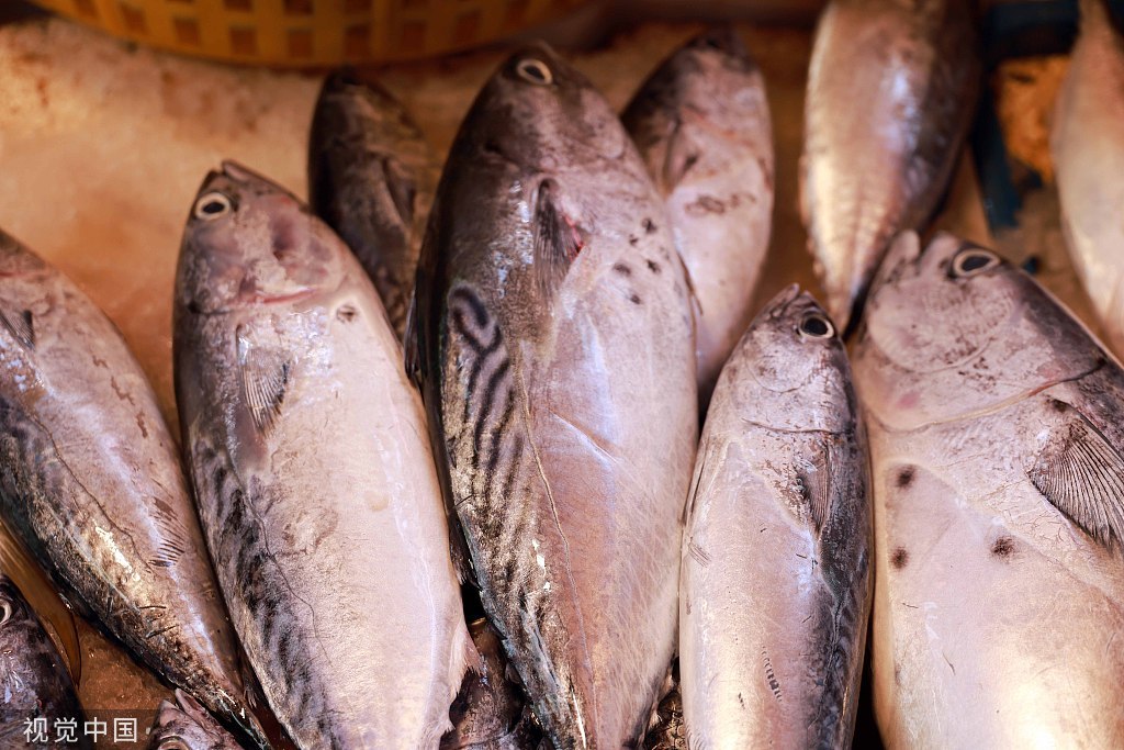鲣鱼 资料图 图源 视觉中国