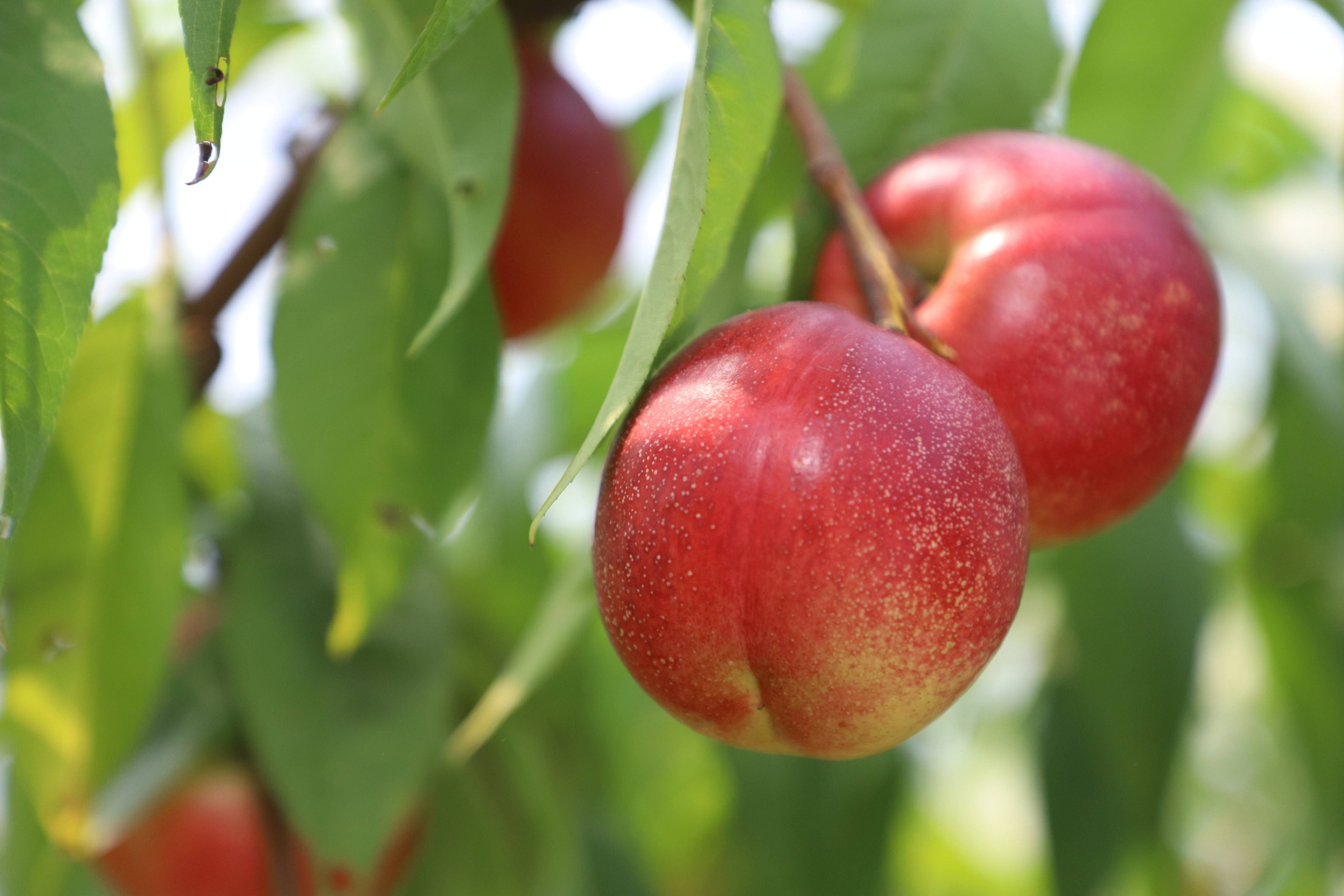 这一口夏日限定的枣油桃上市了|桃_新浪财经_新浪网