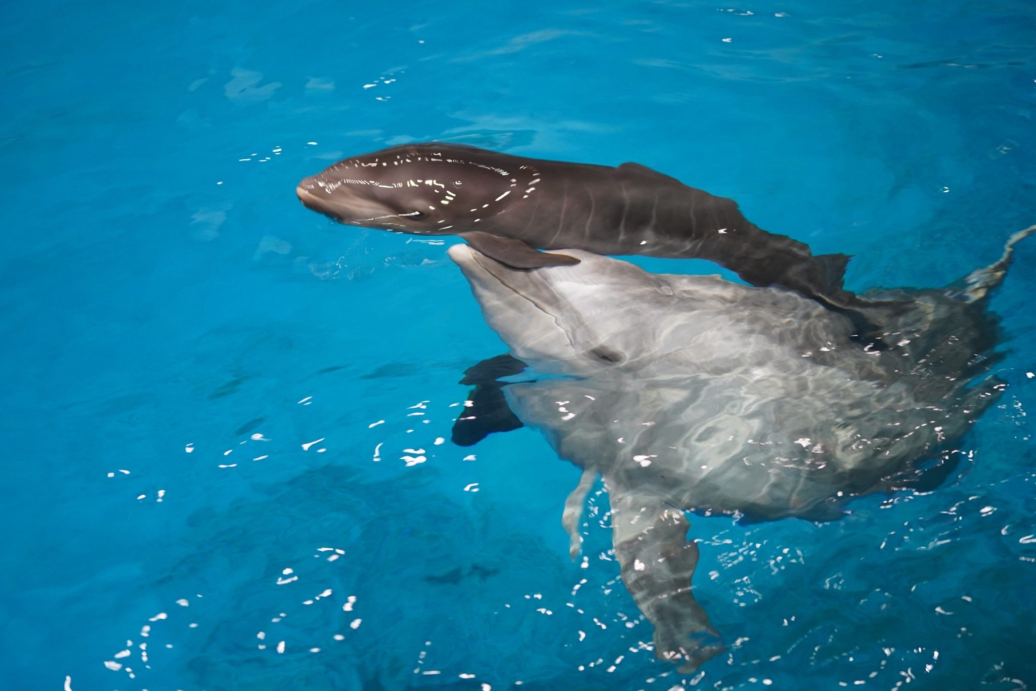 国内首例"混血"鲸豚兽在天津顺利降生,现已满月