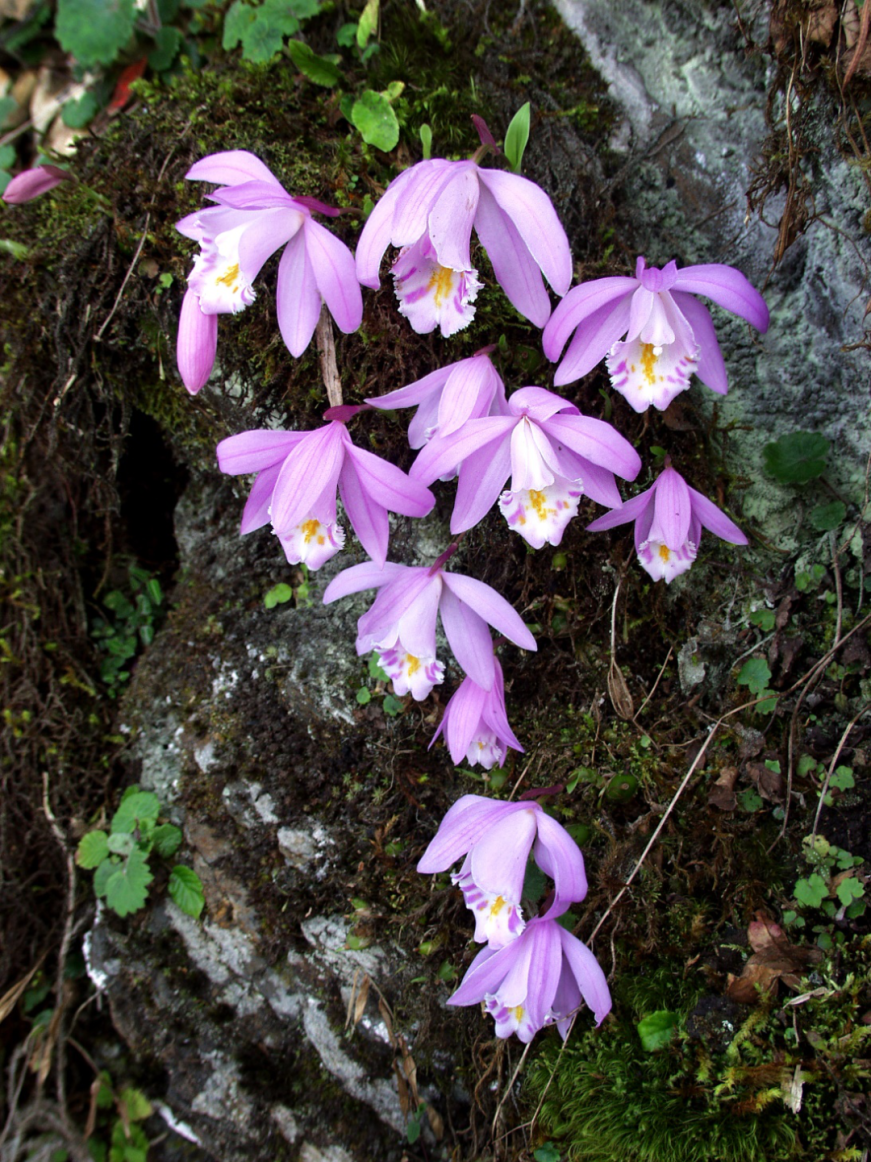 藏南独蒜兰独蒜兰属(pleione don.
