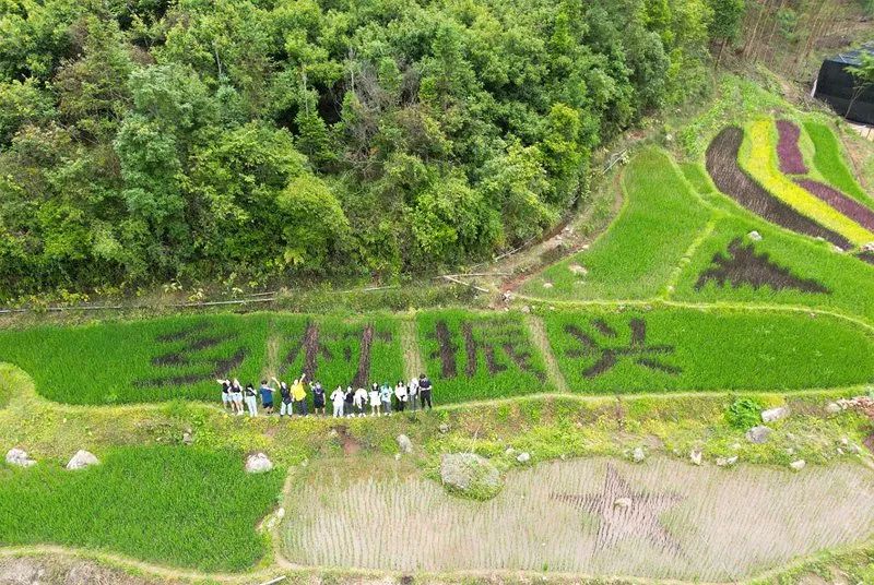 彩色水稻景观区.戴伟顺摄