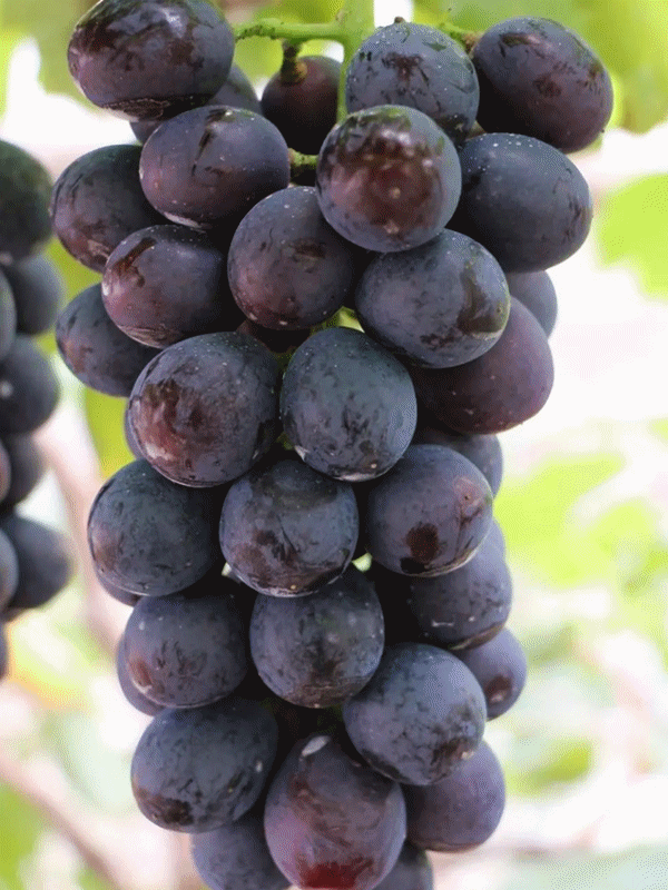 嘉定人,1000串马陆葡萄免费送!你兑换了吗?|上海市_新浪财经_新浪网