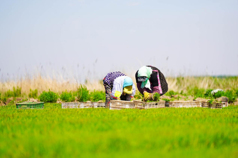 7月11日,乐亭县姜各庄镇农民将水稻秧苗装箱,运往稻田准备栽种.