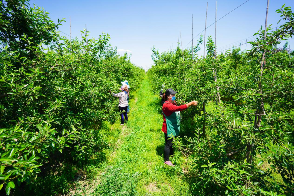 7月11日,乐亭县姜各庄镇果农为苹果疏果.侯亚婷 摄