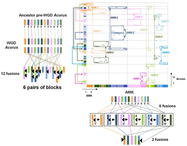 图3 从单子叶植物祖先染色体到石菖蒲染色体核型的演化过程