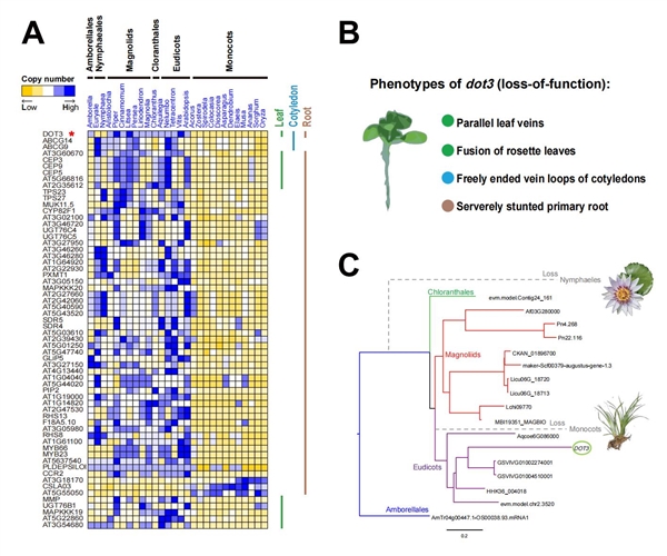 图4 拟南芥中影响叶脉和主根发育的DOT3基因在单子叶植物和睡莲目植物中同时丢失