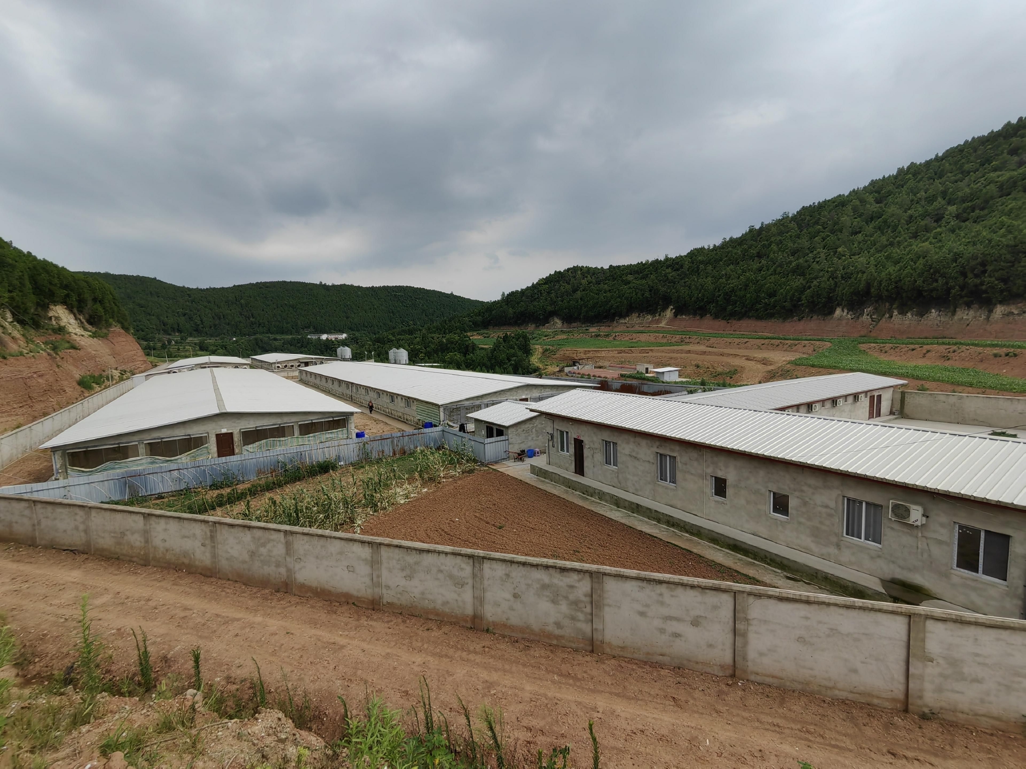 猪价反弹下养猪业一线生态:亏怕了的散养户,淡定的代养场|猪价_新浪