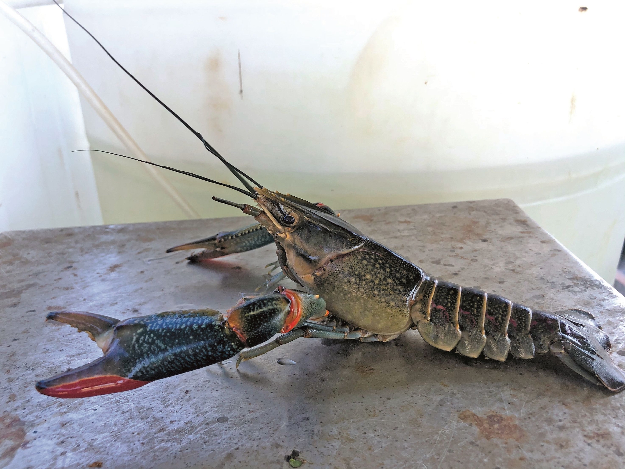 斜桥水稻田里"种"出澳洲淡水龙虾