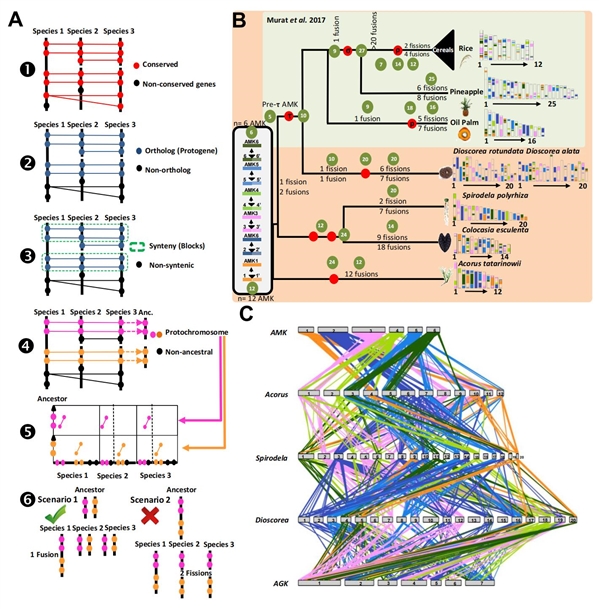 图2 单子叶植物祖先染色体的构建及其早期核型演化过程