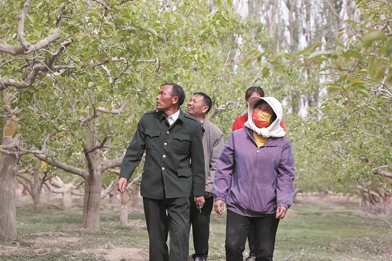 肖健（左一）为职工群众讲解香梨种植技术（资料图片）。兵团日报常驻记者 张涛 摄