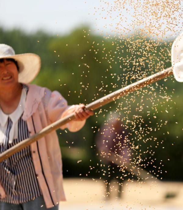 山东省临沂市郯城县郯城街道农民扬晒收获的小麦（2022年6月7日摄）。新华社图