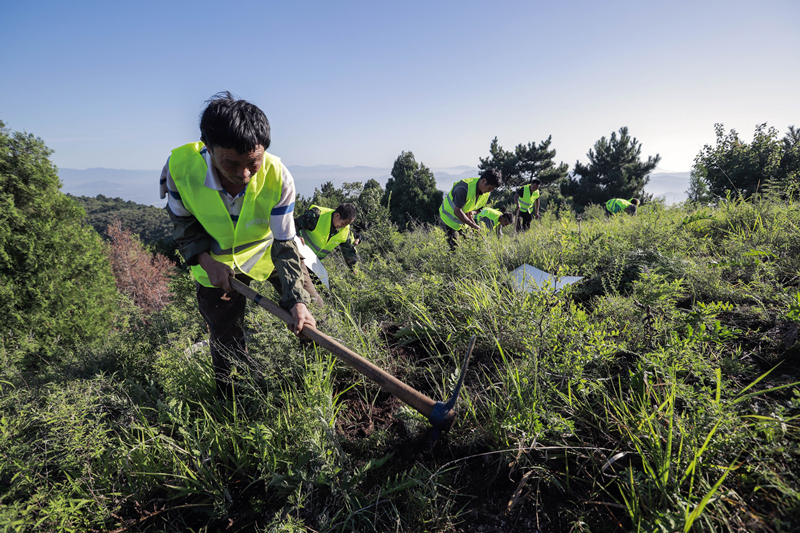 7月14日,造林队员在河北省遵化市党峪镇杨家峪村的山坡上挖坑准备种树