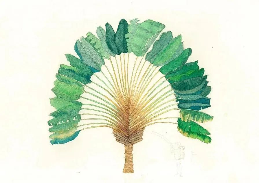 植物手绘笔记——神秘的旅人蕉丨花花万物|沙漠_新浪财经_新浪网